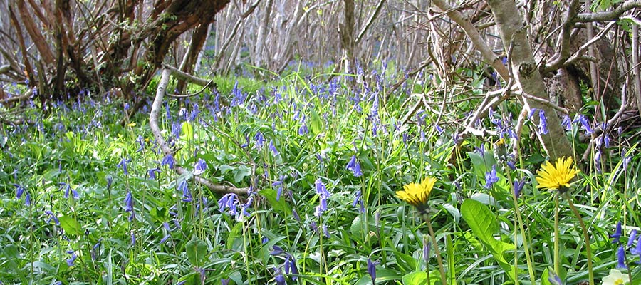 Hazel woodland with a carpet of bluebells