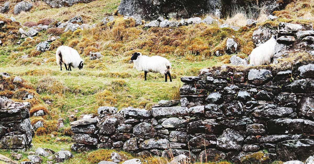 Sheep grazing by an old dry stone wall
