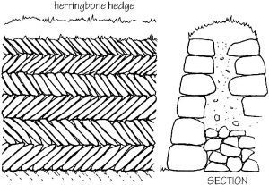 Herringbone hedge and section of a stone hedge