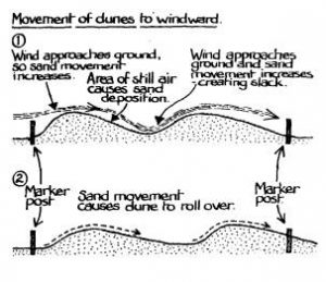 Movement of dunes to windward