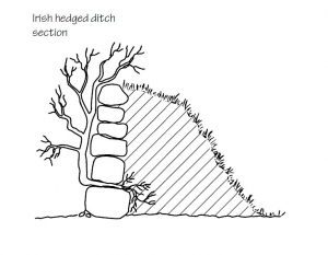 Section of Irish hedged ditch