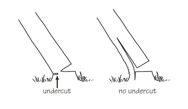 How to coppice trees - the art of managing hazel and other tree species