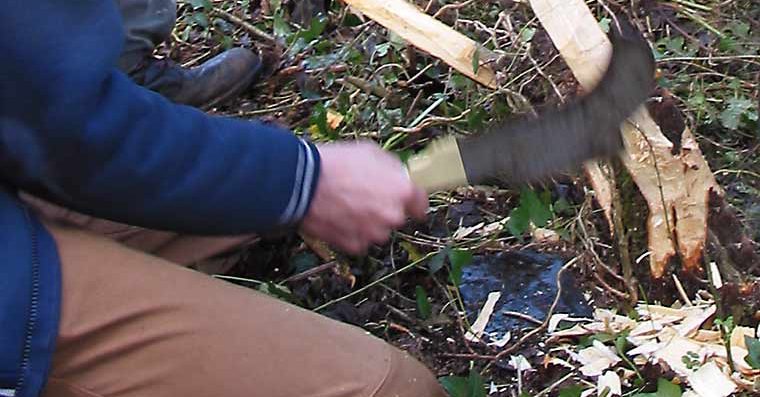Cutting a pleacher with a billhook