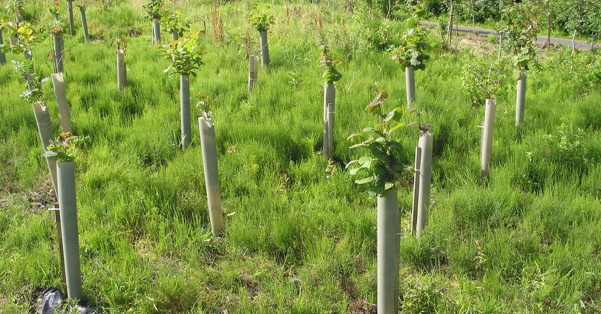 How to select trees for your new native woodland a guide