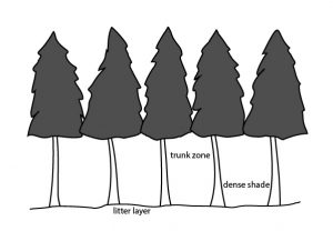 Conifer woodland structure