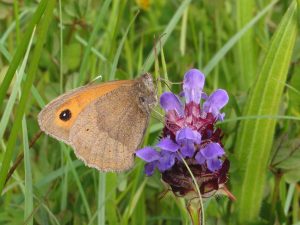 Meadow brown butterfly on self-heal