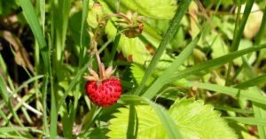 wild-strawberry-fruits Wild Strawberry
