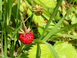 Wild Strawberry fruits