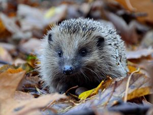 A hedgehog in dry leaves