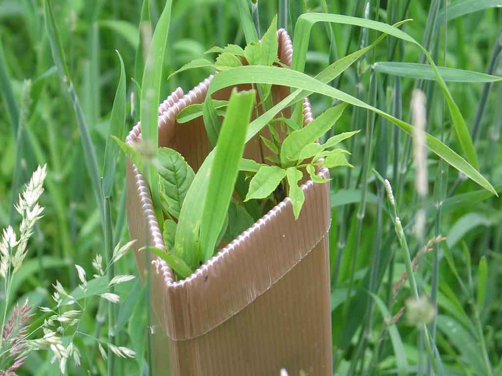 An ash tree in a tree guard with strong grass growth