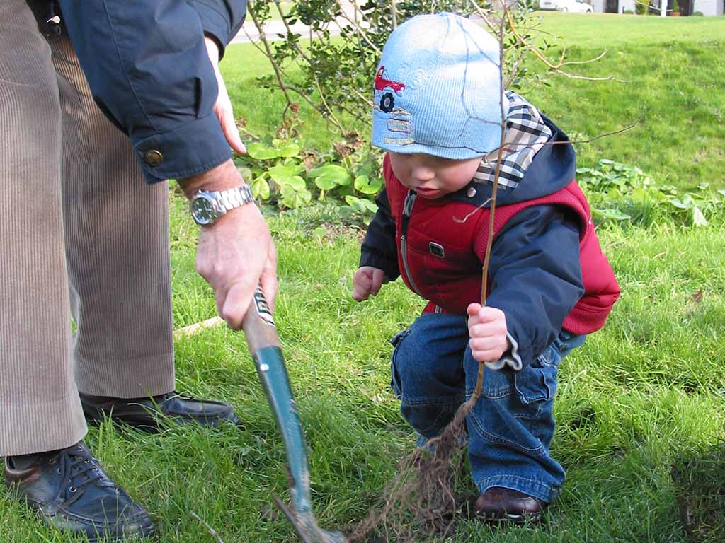 A child planting a young tree with his grandfather