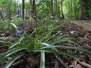 Bluebells growing under trees in a woodland